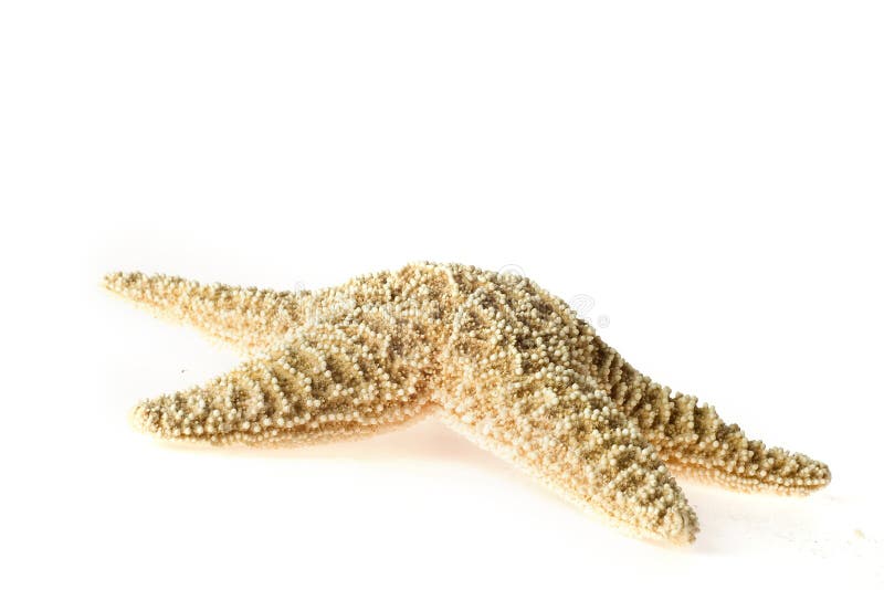 Sea star