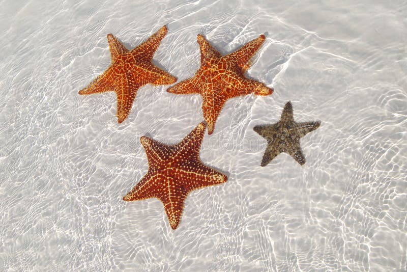 Sea star at the fine sea