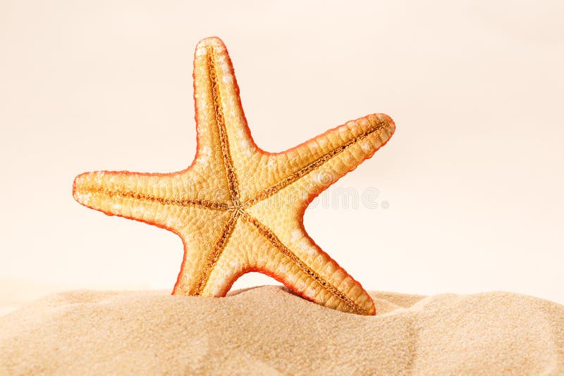 Sea star in sand