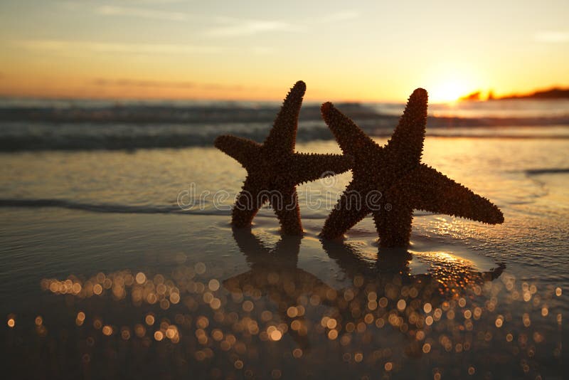 Sea star starfish Silhouette on sunrise beach