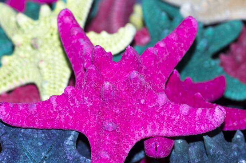 Sea stars