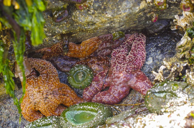 Sea stars anemone and kelp at a Pacific coast beach