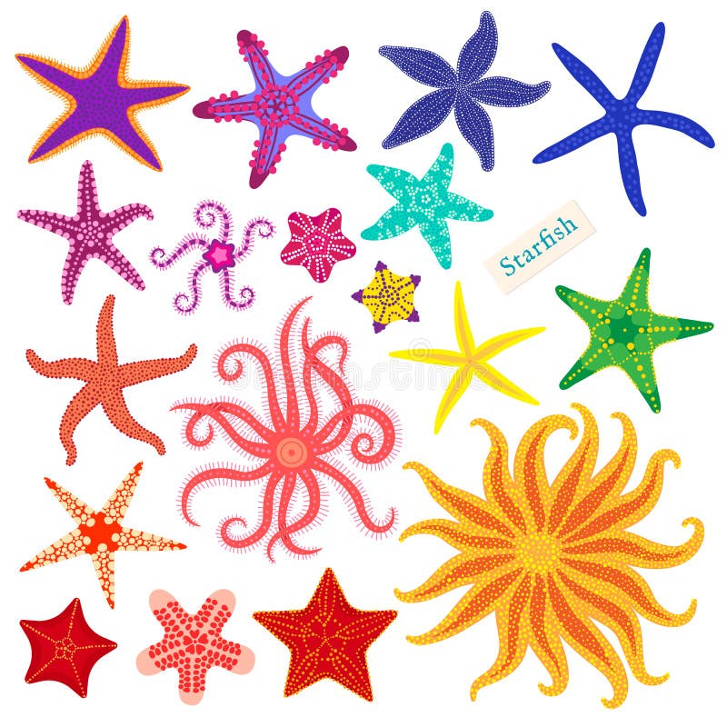 Sea stars set. Multicolored starfish on a white background. Starfishes underwater invertebrate animal. Vector