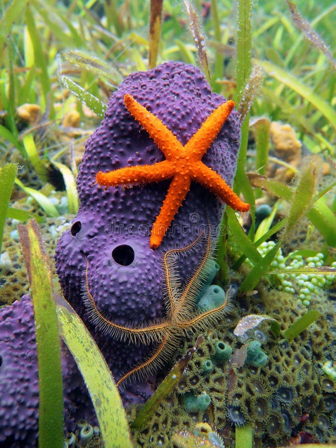 Starfish with Tube Sponges in a Coral Reef Stock Image Image of