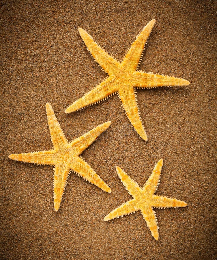 Sea stars or starfishes