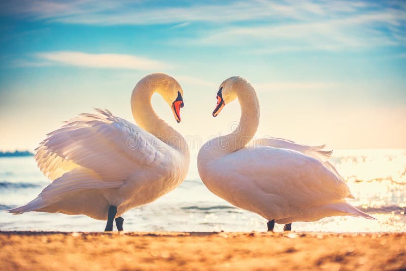 Sea sunrise swans couple in love. Heart shape love symbol from two white swans