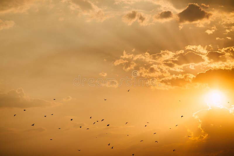 Sea sunset with birds.