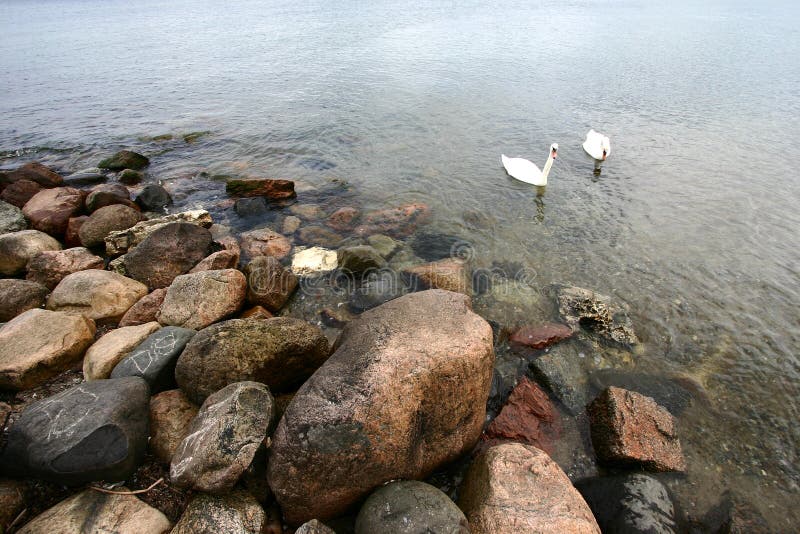 Sea swans