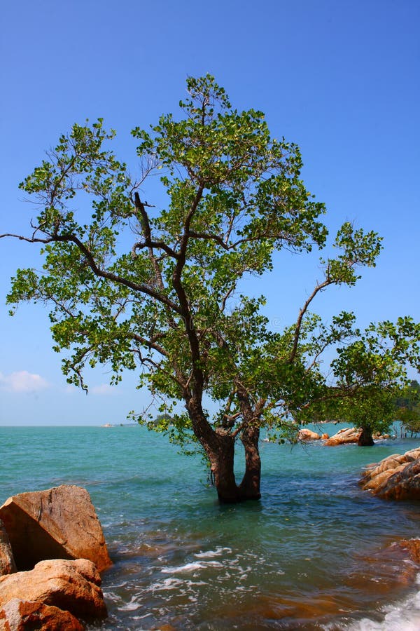 Sea and tree