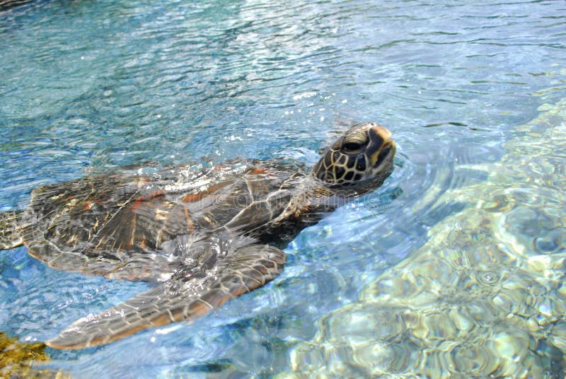 Sea turtle