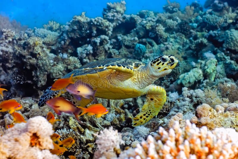 Sea turtle