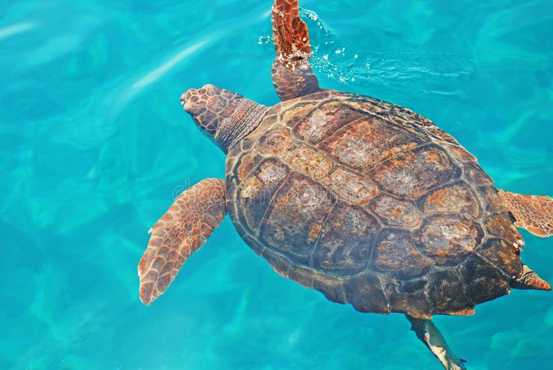 Sea turtle