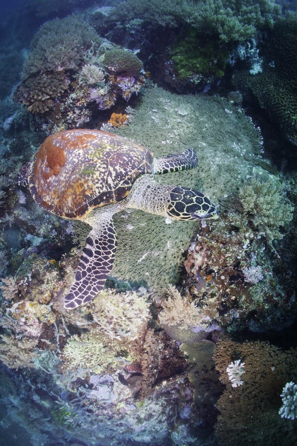 Sea turtle