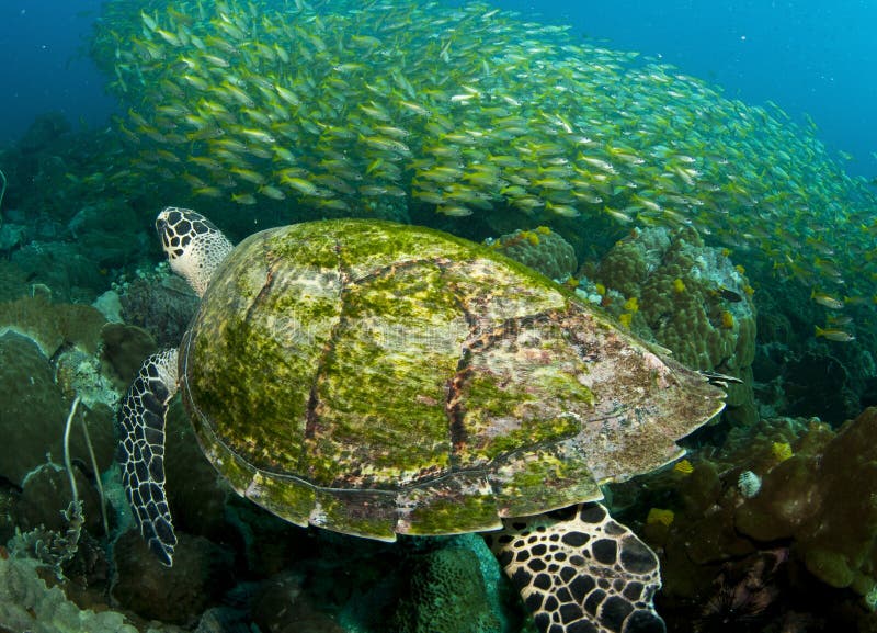 Sea turtle