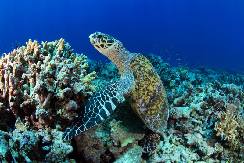 Cute sea turtle stock photo. Image of peace, animal, mydas - 10460652