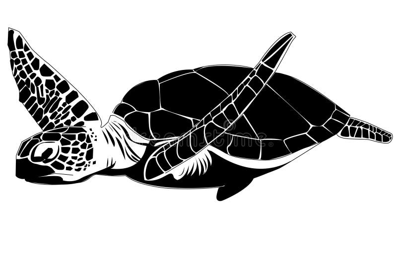Sea Turtle Stock Vectors, Clipart and Illustrations 2