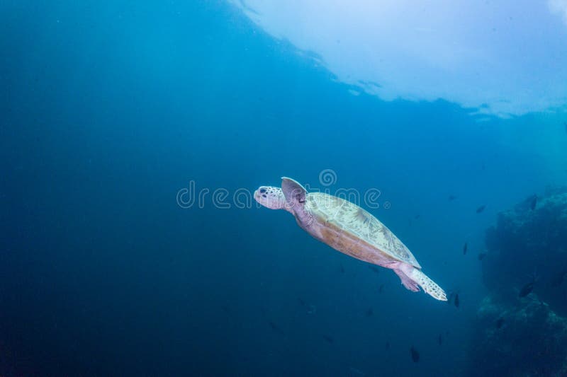 Sea turtle