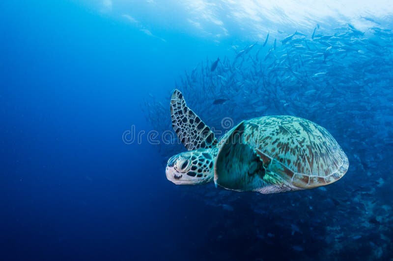 Sea turtle