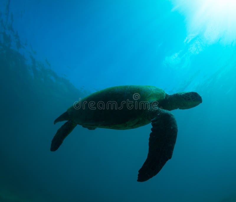 Sea Turtle silhouette stock image. Image of shape, sunburst 26041373