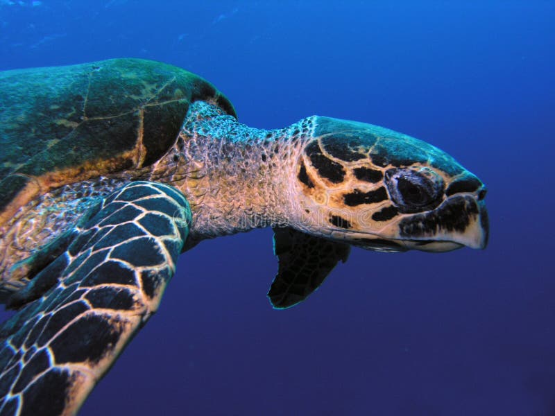 Sea turtle