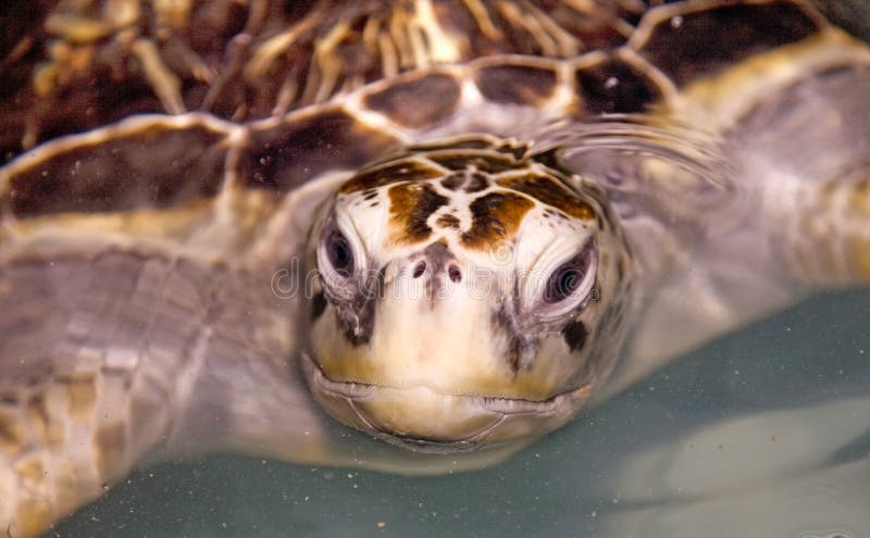 Sea Turtle stock image