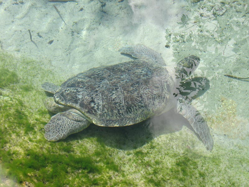 Sea turtle