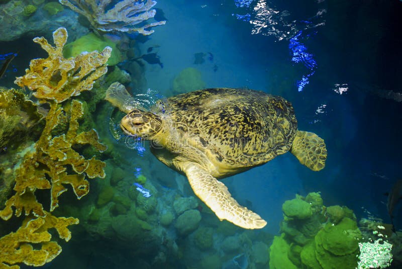 Sea Turtle in Aquarium