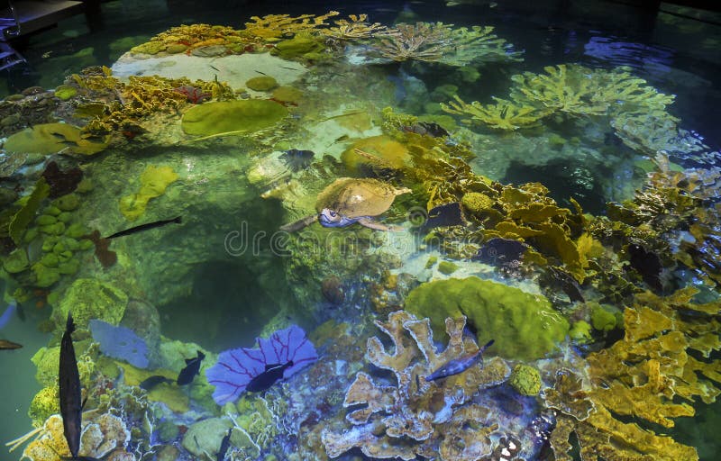 Sea Turtle in Aquarium