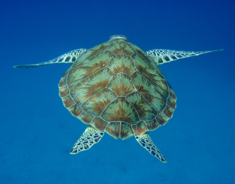 Sea turtle back stock photo. Image of pattern, water, back - 9826556