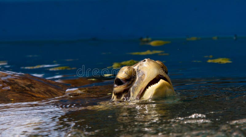Sea Turtle Breathing stock image. Image of nature, breathing - 12297045