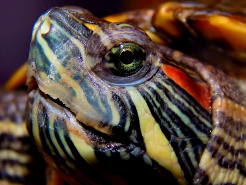 Sea turtle close-up royalty free stock image