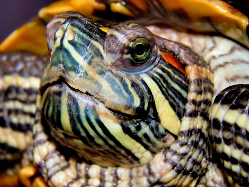 Sea turtle close-up royalty free stock photos