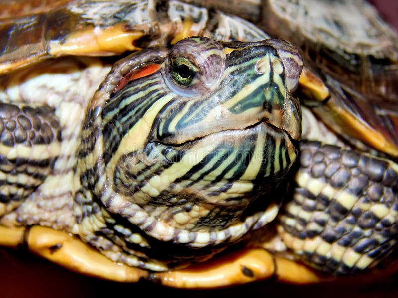 Sea turtle close-up royalty free stock photo