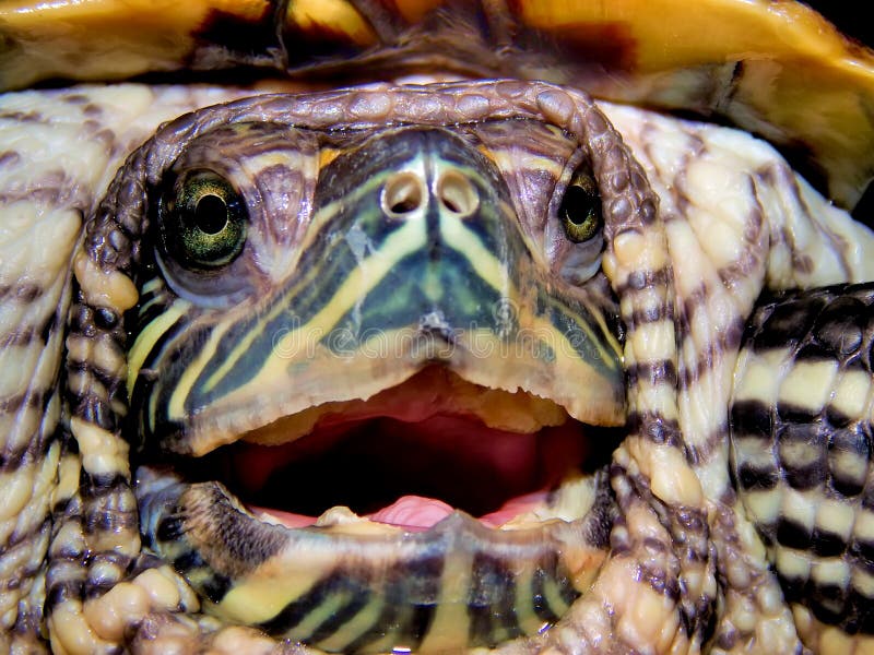 Sea turtle close-up royalty free stock images