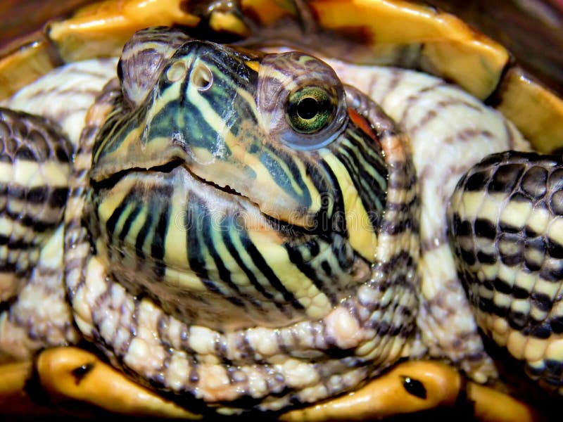 Sea turtle close-up royalty free stock image