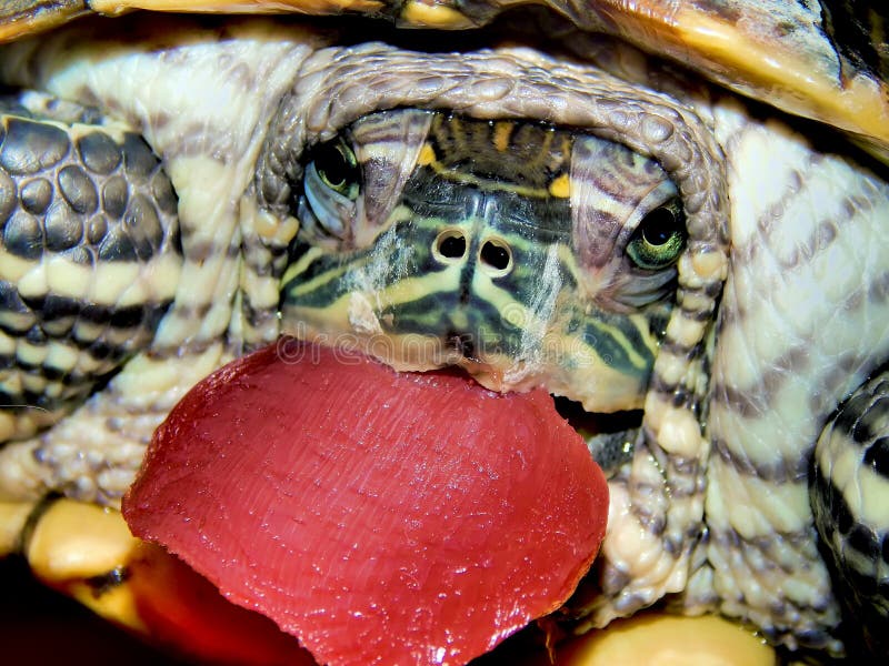 Sea turtle close-up royalty free stock photo