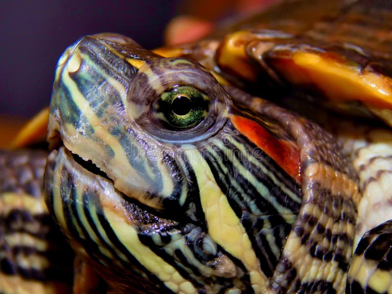 Sea turtle close-up stock photos