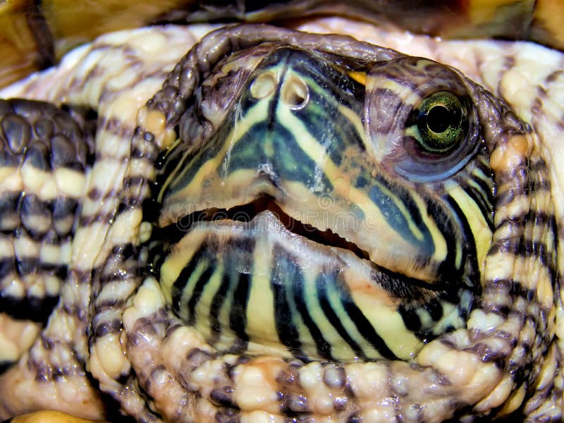 Sea turtle close-up royalty free stock photo