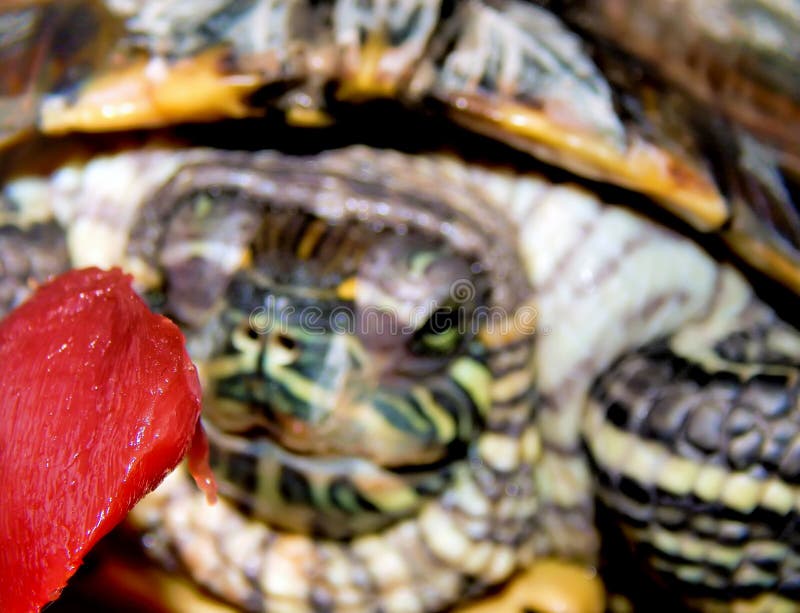 Sea turtle close-up royalty free stock photography