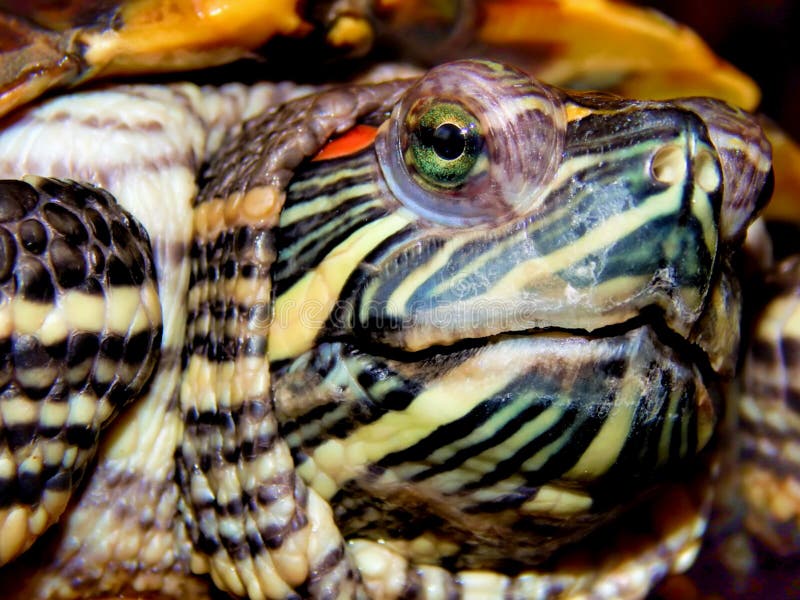 Sea turtle close-up stock photography