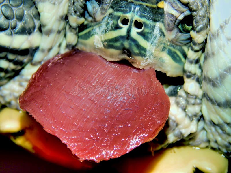 Sea turtle close-up stock photography