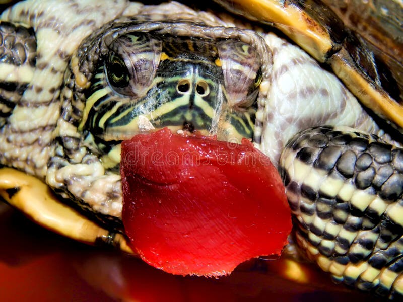 Sea turtle close-up stock photo