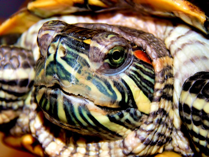 Sea turtle close-up stock image