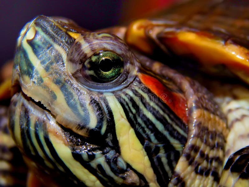 Sea turtle close-up stock photo