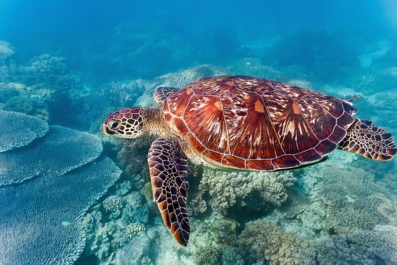 Sea turtle on the coral reef