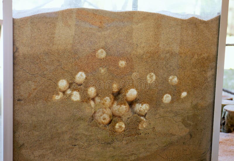 Those Sea Turtle Eggs were found in the Brazilian ocean coast at an dangerous spot for surviving. The Tamar project kept them into this glass protection until they will be born.