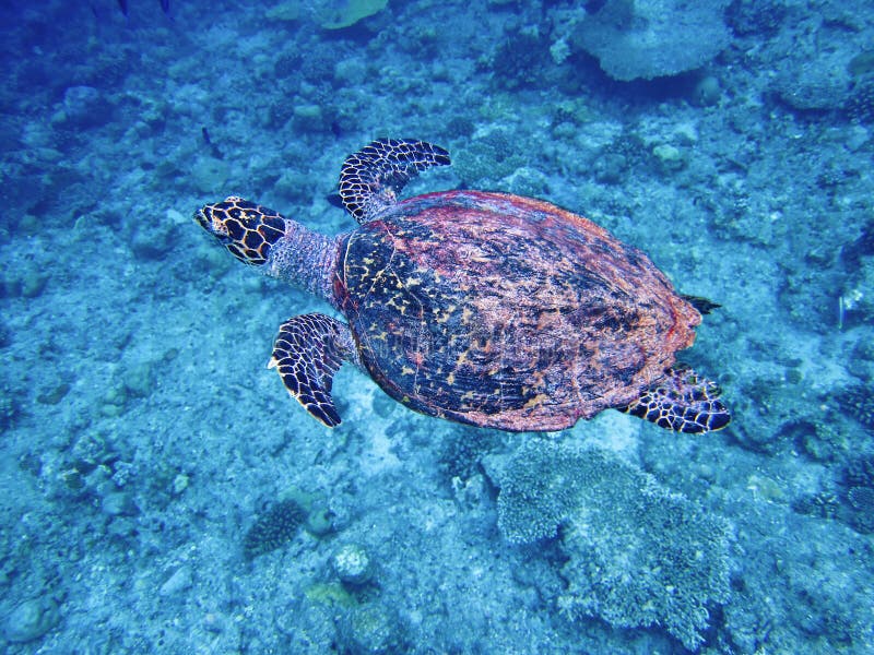 Sea turtle in maldives