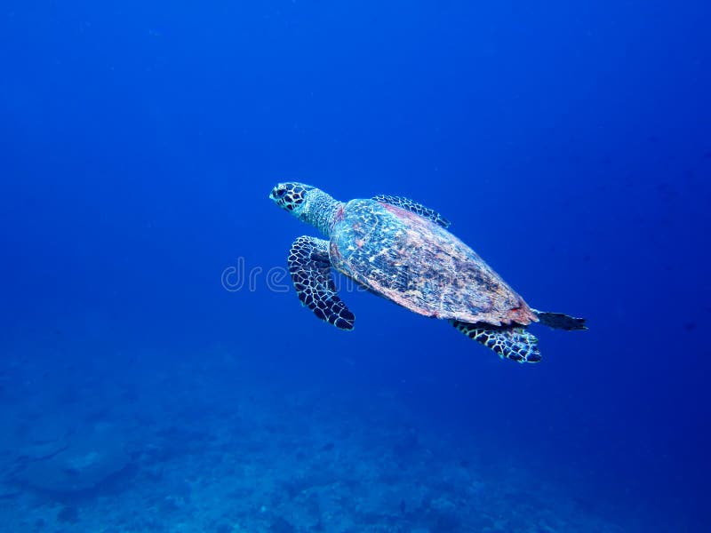 Sea turtle in maldives