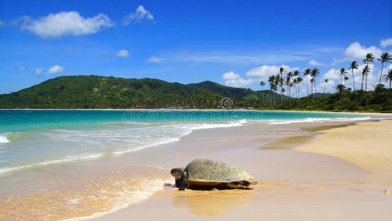 Sea turtle on Nacpan beach. El Nido stock photography