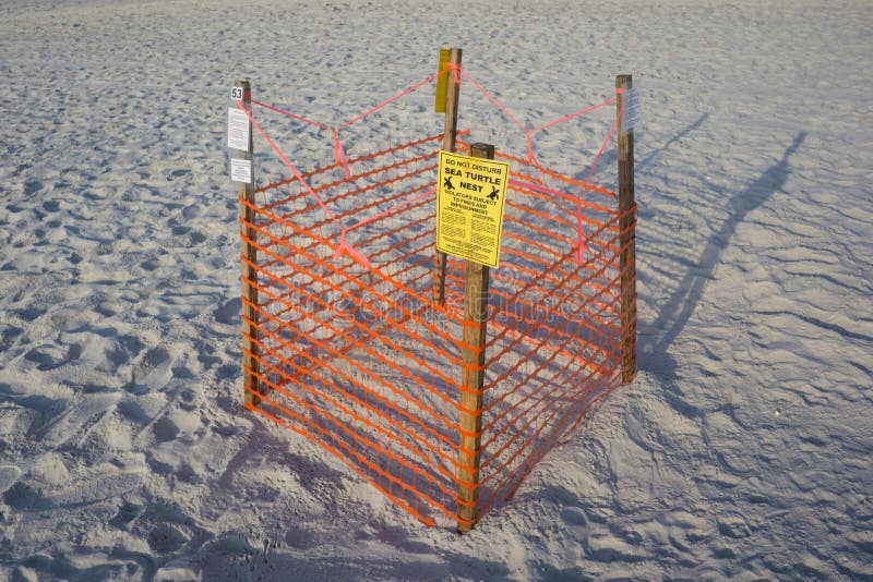 Sea Turtle Nest